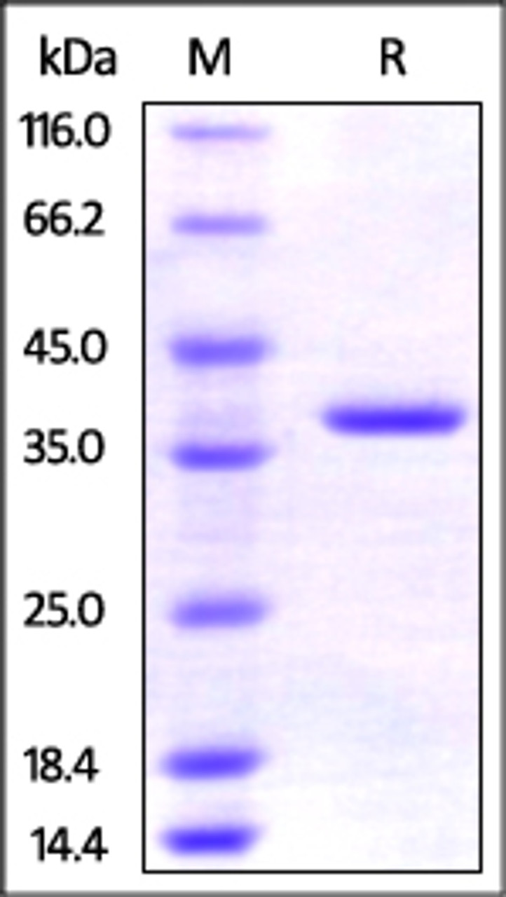 Human AIMP1, His Tag on SDS-PAGE under reducing (R) condition. The gel was stained overnight with Coomassie Blue. The purity of the protein is greater than 95%.