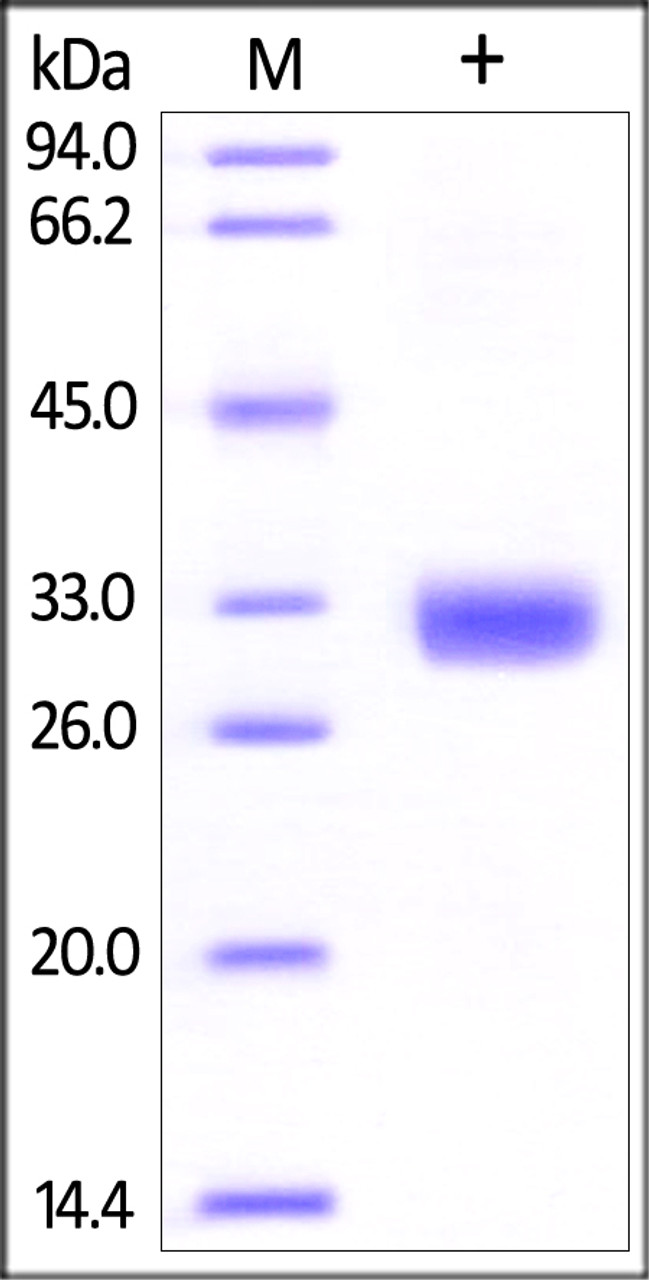 Human Angiopoietin-2 (275-496) , His Tag on SDS-PAGE under reducing (R) condition. The gel was stained overnight with Coomassie Blue. The purity of the protein is greater than 95%.