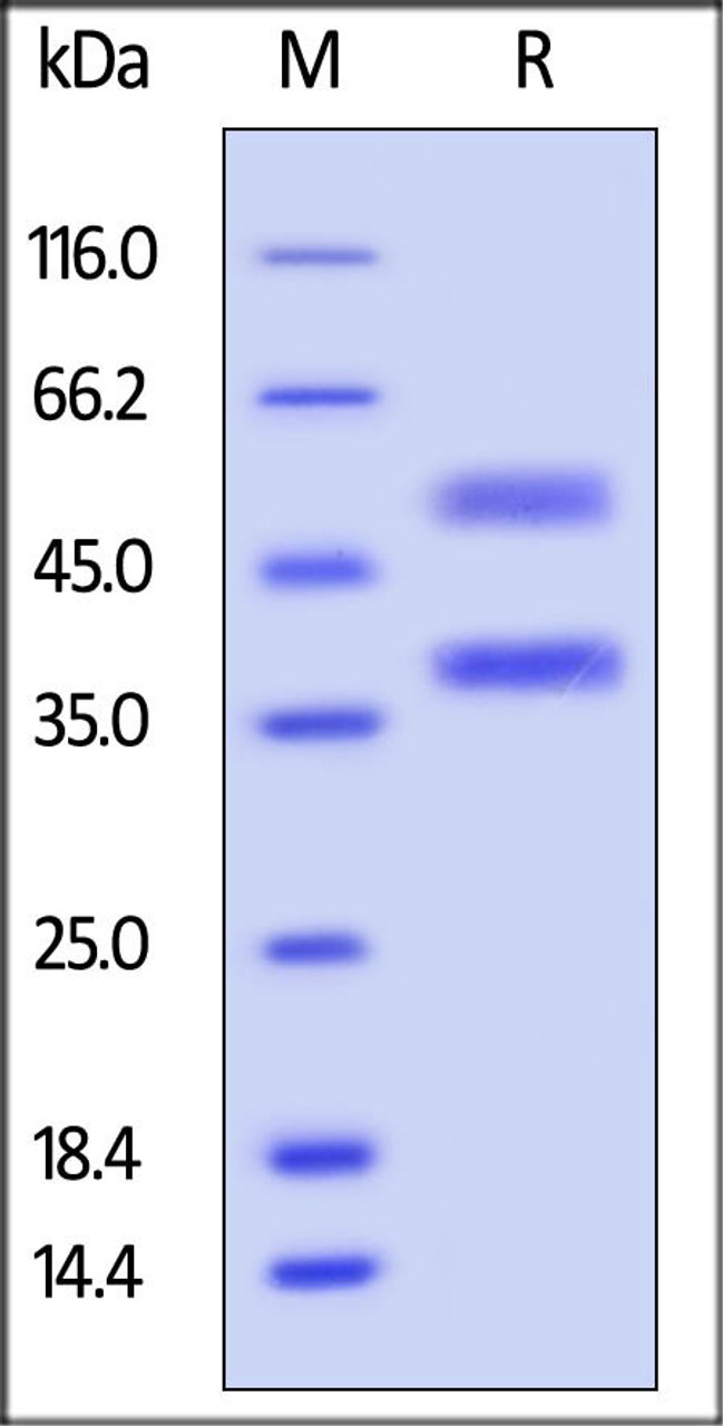 Human ANGPTL7, His Tag on SDS-PAGE under reducing (R) condition. The gel was stained overnight with Coomassie Blue. The purity of the protein is greater than 85%.