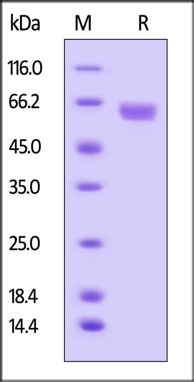 Huamn B7-H3, Fc Tag on SDS-PAGE under reducing (R) condition. The gel was stained overnight with Coomassie Blue. The purity of the protein is greater than 95%.