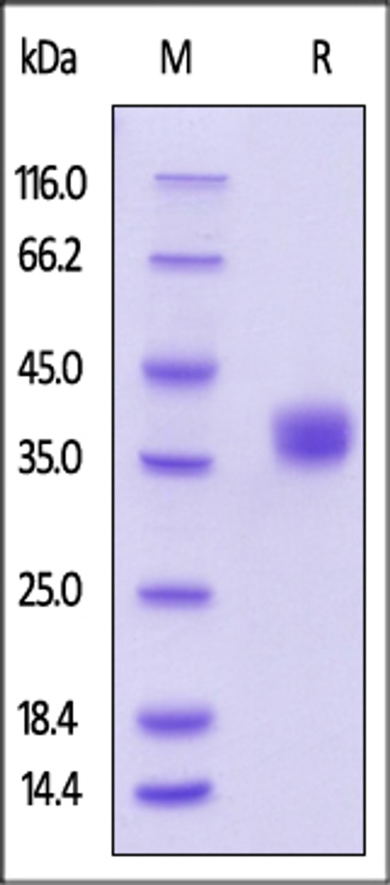 Human BTN1A1, His Tag on SDS-PAGE under reducing (R) condition. The gel was stained overnight with Coomassie Blue. The purity of the protein is greater than 95%.