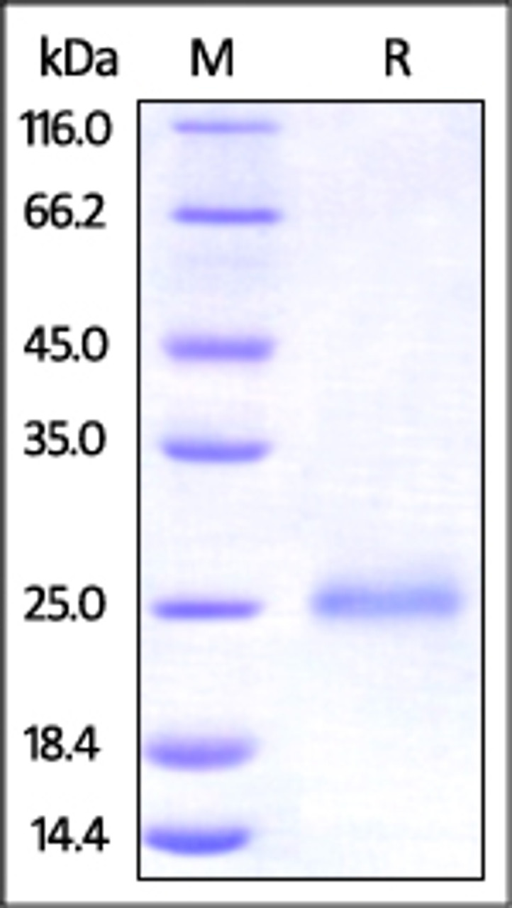 Human CD99, His Tag on SDS-PAGE under reducing (R) condition. The gel was stained overnight with Coomassie Blue. The purity of the protein is greater than 95%.