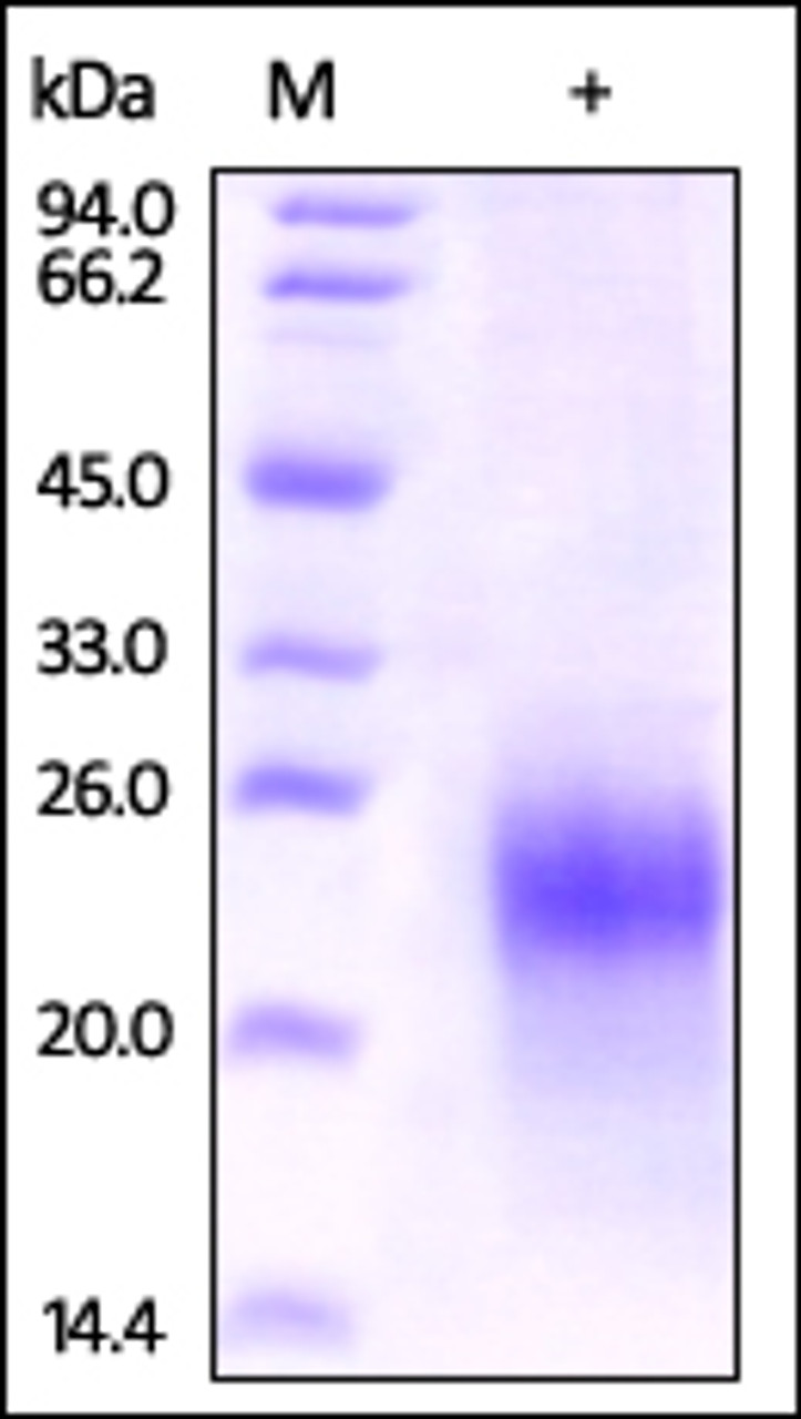 Human CG alpha, His Tag on SDS-PAGE under reducing (R) condition. The gel was stained overnight with Coomassie Blue. The purity of the protein is greater than 92%.