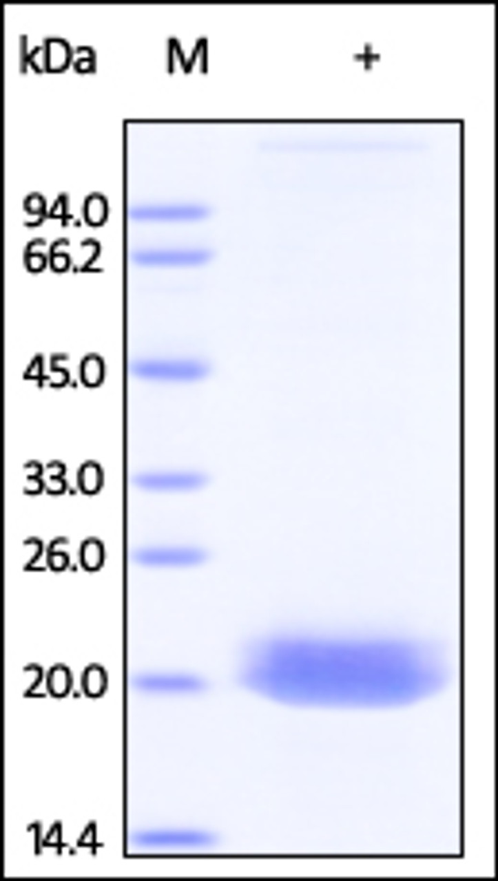 Human Ephrin-A4, His Tag on SDS-PAGE under reducing (R) condition. The gel was stained overnight with Coomassie Blue. The purity of the protein is greater than 95%.