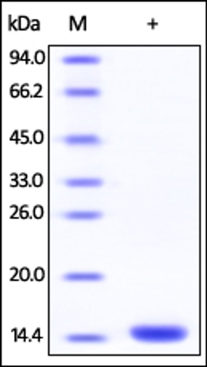 Human FKBP12, His Tag on SDS-PAGE under reducing (R) condition. The gel was stained overnight with Coomassie Blue. The purity of the protein is greater than 95%.