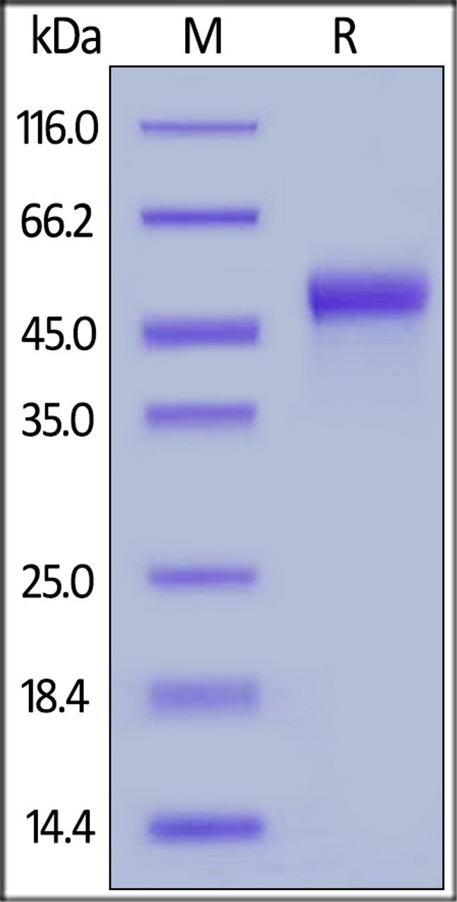 Human Galectin-9, His Tag on SDS-PAGE under reducing (R) condition. The gel was stained overnight with Coomassie Blue. The purity of the protein is greater than 95%.