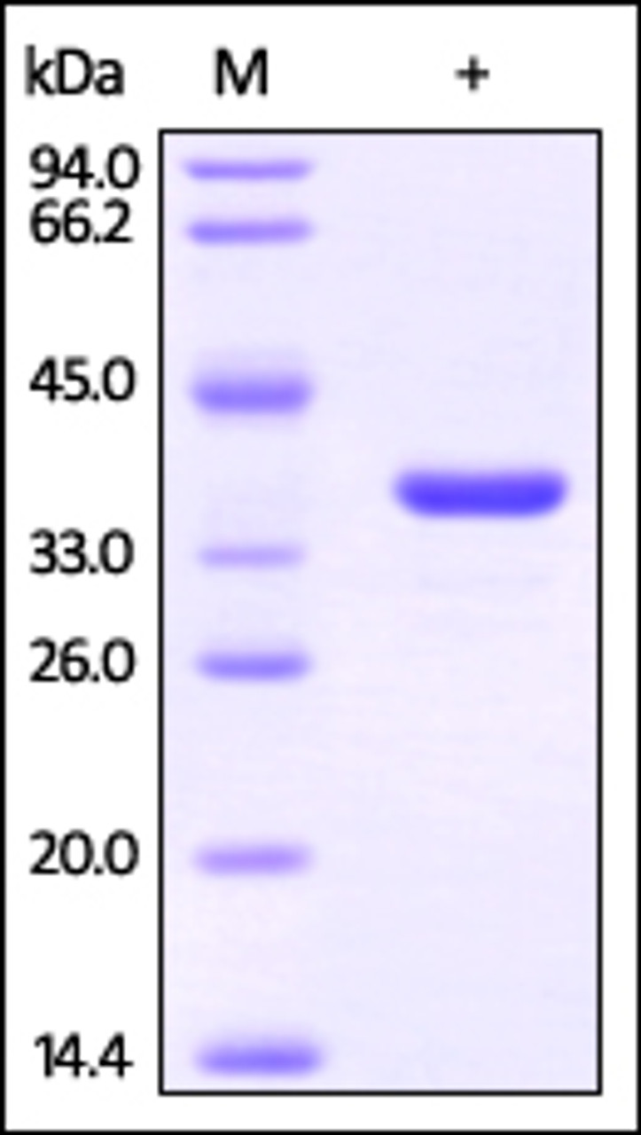 Human GAPDH, His Tag on SDS-PAGE under reducing (R) condition. The gel was stained overnight with Coomassie Blue. The purity of the protein is greater than 95%.