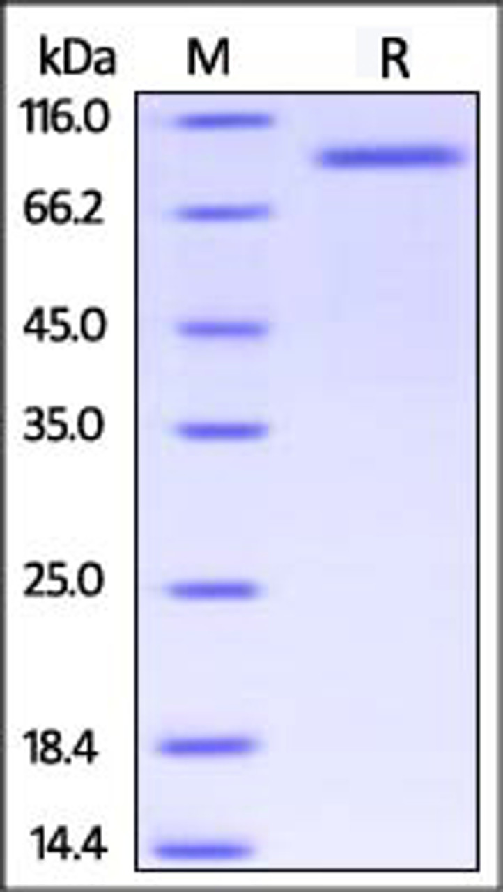 Human Her2 (23-450) , Fc Tag on SDS-PAGE under reducing (R) condition. The gel was stained overnight with Coomassie Blue. The purity of the protein is greater than 95%.
