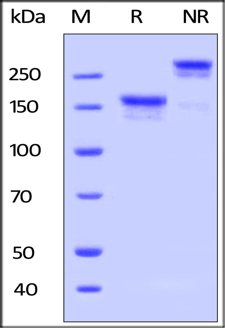 Human LDL R, Fc Tag on SDS-PAGE under reducing (R) and non-reducing (NR) conditions. The gel was stained overnight with Coomassie Blue. The purity of the protein is greater than 90%.