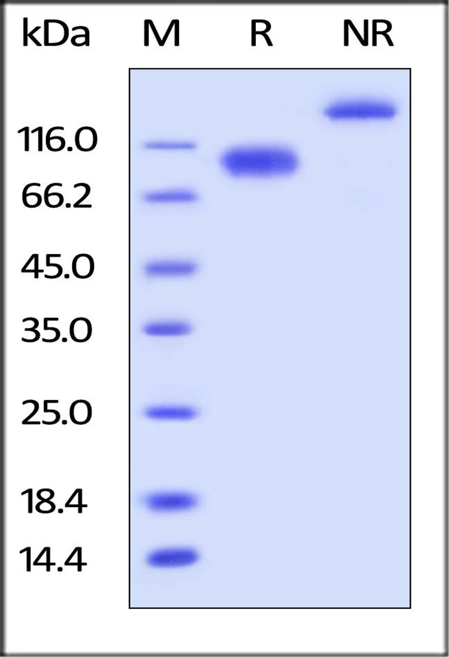 Human LILRB3, Fc Tag on SDS-PAGE under reducing (R) and no-reducing (NR) conditions. The gel was stained overnight with Coomassie Blue. The purity of the protein is greater than 95%.