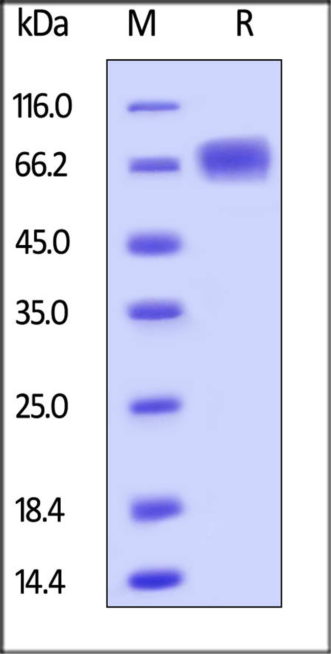 Human LILRB3, His Tag on SDS-PAGE under reducing (R) condition. The gel was stained overnight with Coomassie Blue. The purity of the protein is greater than 92%.