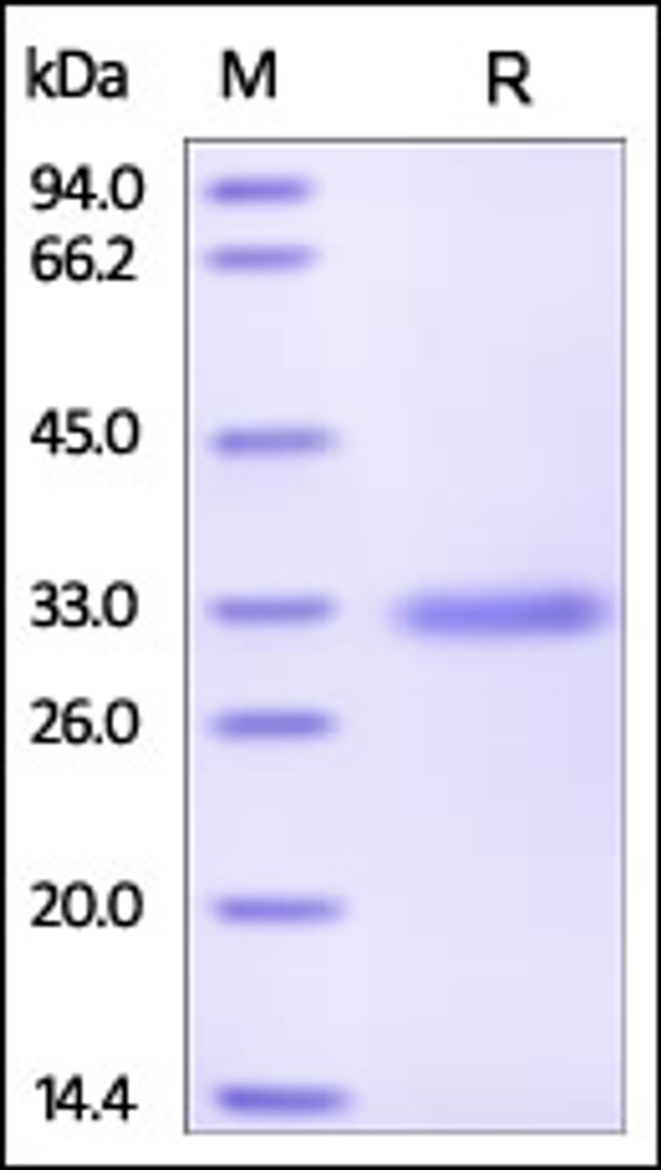 Human MBL, His Tag on SDS-PAGE under reducing (R) condition. The gel was stained overnight with Coomassie Blue. The purity of the protein is greater than 95%.