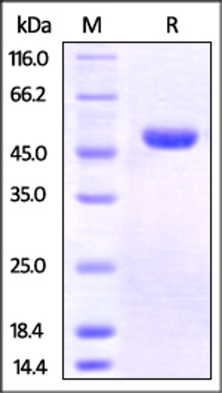 Human Nectin-2, His Tag on SDS-PAGE under reducing (R) condition. The gel was stained overnight with Coomassie Blue. The purity of the protein is greater than 95%.