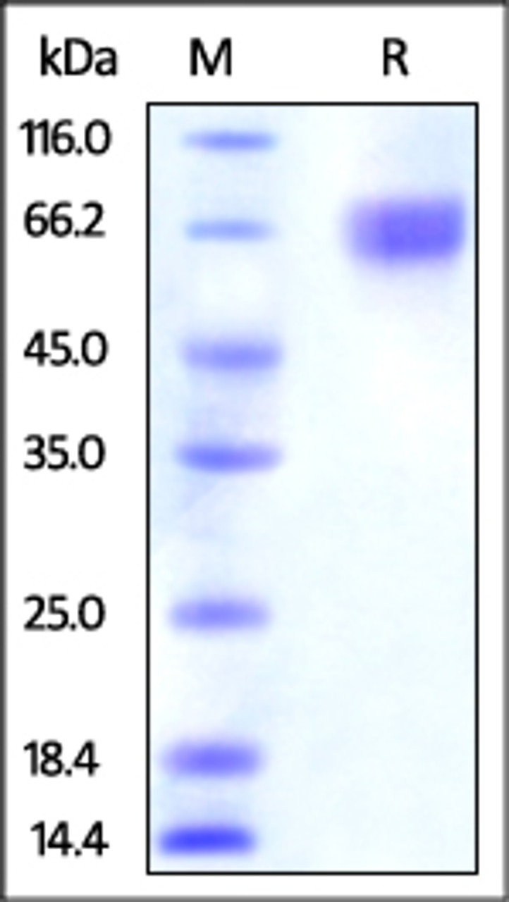 Human Nectin-3, His Tag on SDS-PAGE under reducing (R) condition. The gel was stained overnight with Coomassie Blue. The purity of the protein is greater than 95%.