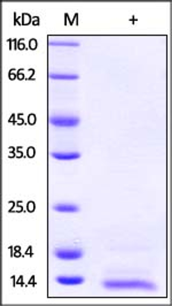 Human NRG4 on SDS-PAGE under reducing (R) condition. The gel was stained overnight with Coomassie Blue. The purity of the protein is greater than 90%.