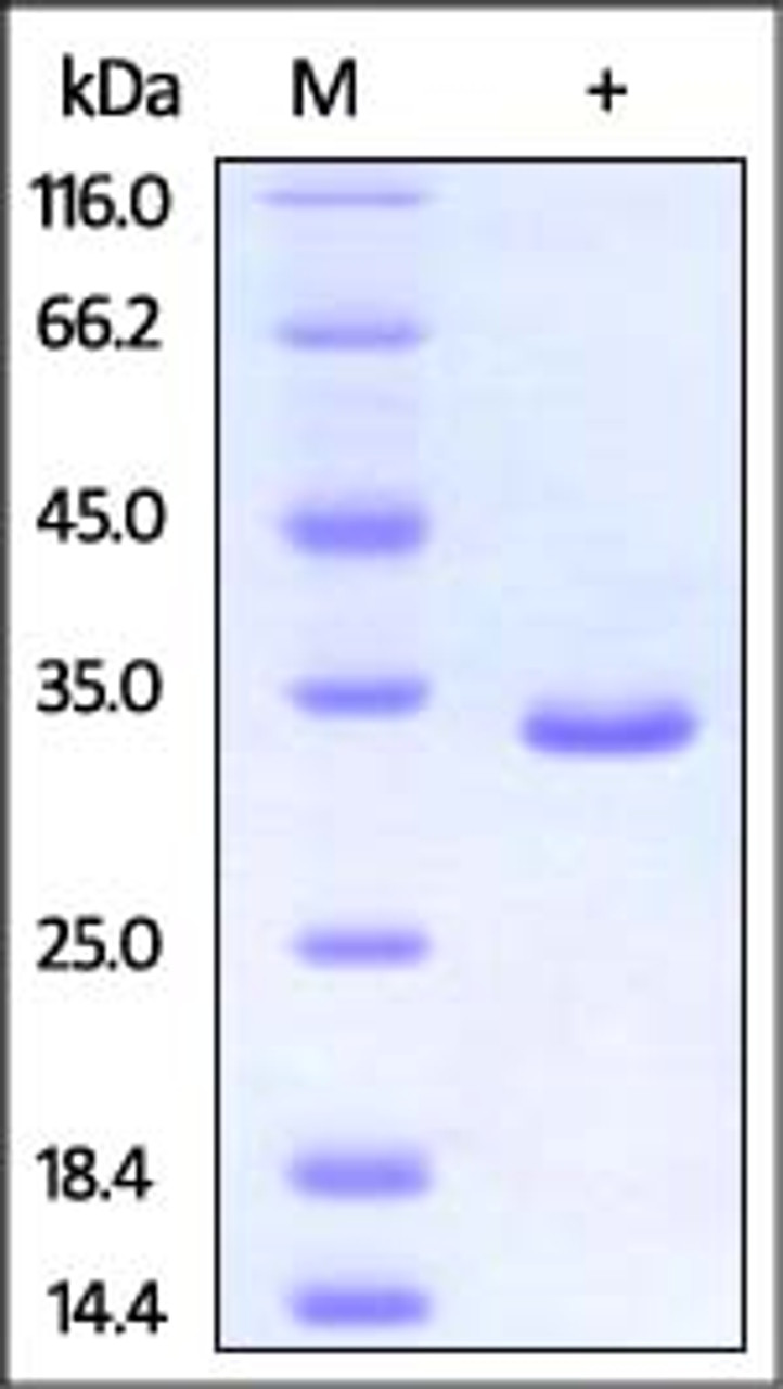 Human PSME3, His Tag on SDS-PAGE under reducing (R) condition. The gel was stained overnight with Coomassie Blue. The purity of the protein is greater than 95%.