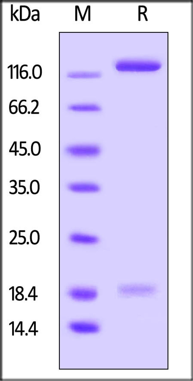 Human PTPRD, His Tag on SDS-PAGE under reducing (R) condition. The gel was stained overnight with Coomassie Blue. The purity of the protein is greater than 90%.