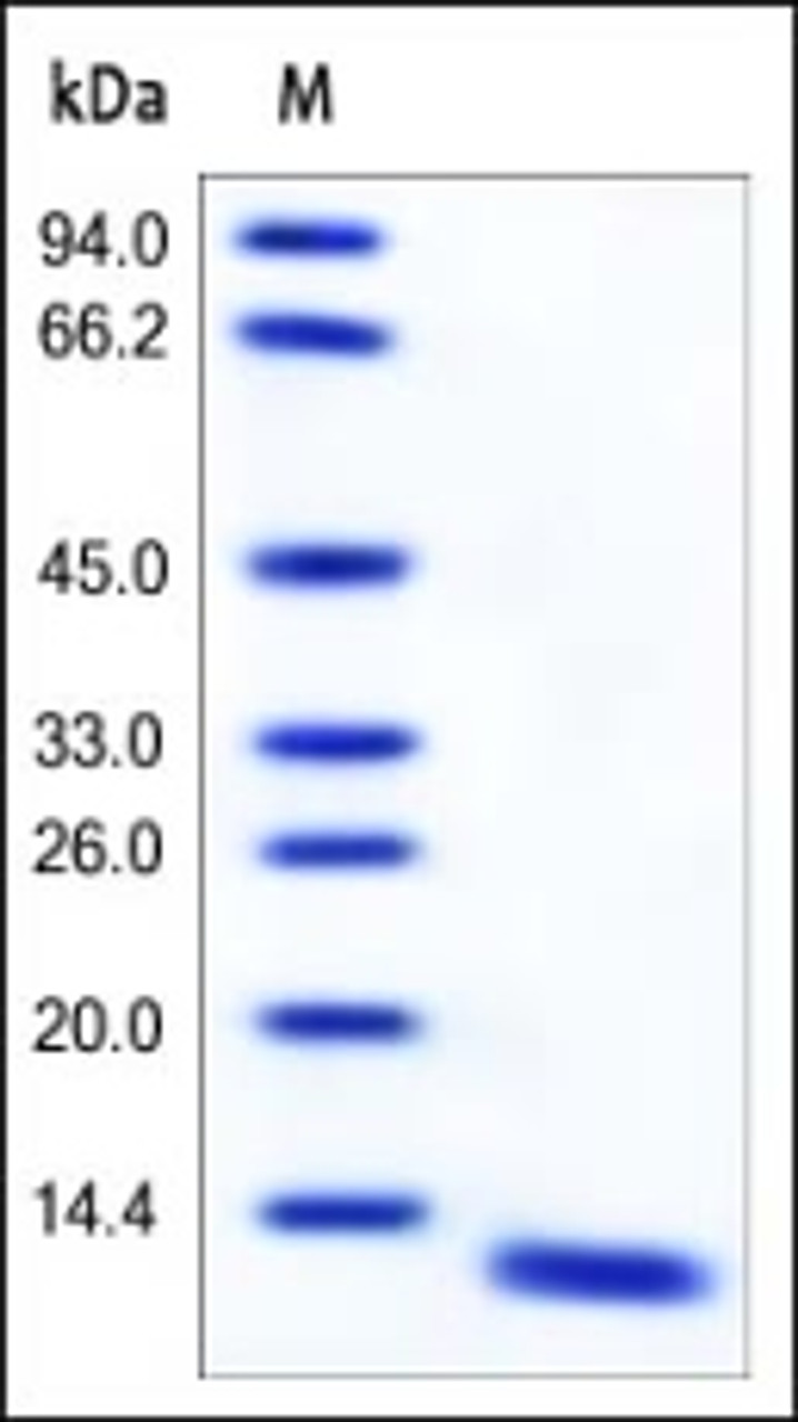 Human S100A8, Tag Free on SDS-PAGE under reducing (R) condition. The gel was stained overnight with Coomassie Blue. The purity of the protein is greater than 95%.