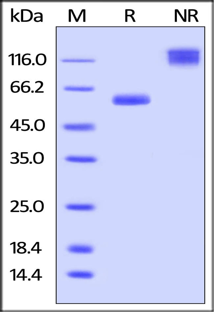 Human VSIG8, Fc tag on SDS-PAGE under reducing (R) and no-reducing (NR) conditions. The gel was stained overnight with Coomassie Blue. The purity of the protein is greater than 95%.