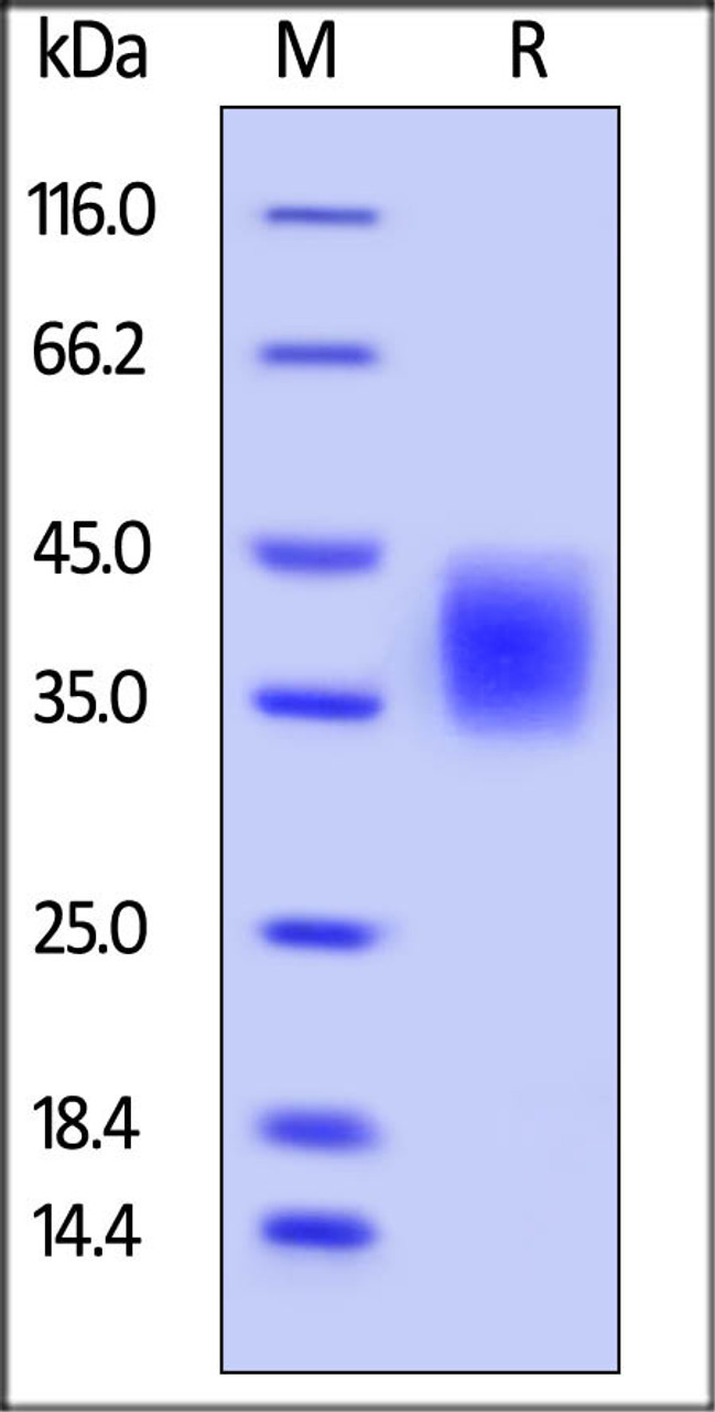 Mouse B7-H5, His Tag on SDS-PAGE under reducing (R) condition. The gel was stained overnight with Coomassie Blue. The purity of the protein is greater than 95%.