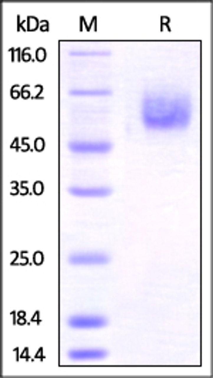 Mouse BTLA, Fc Tag on SDS-PAGE under reducing (R) condition. The gel was stained overnight with Coomassie Blue. The purity of the protein is greater than 95%.