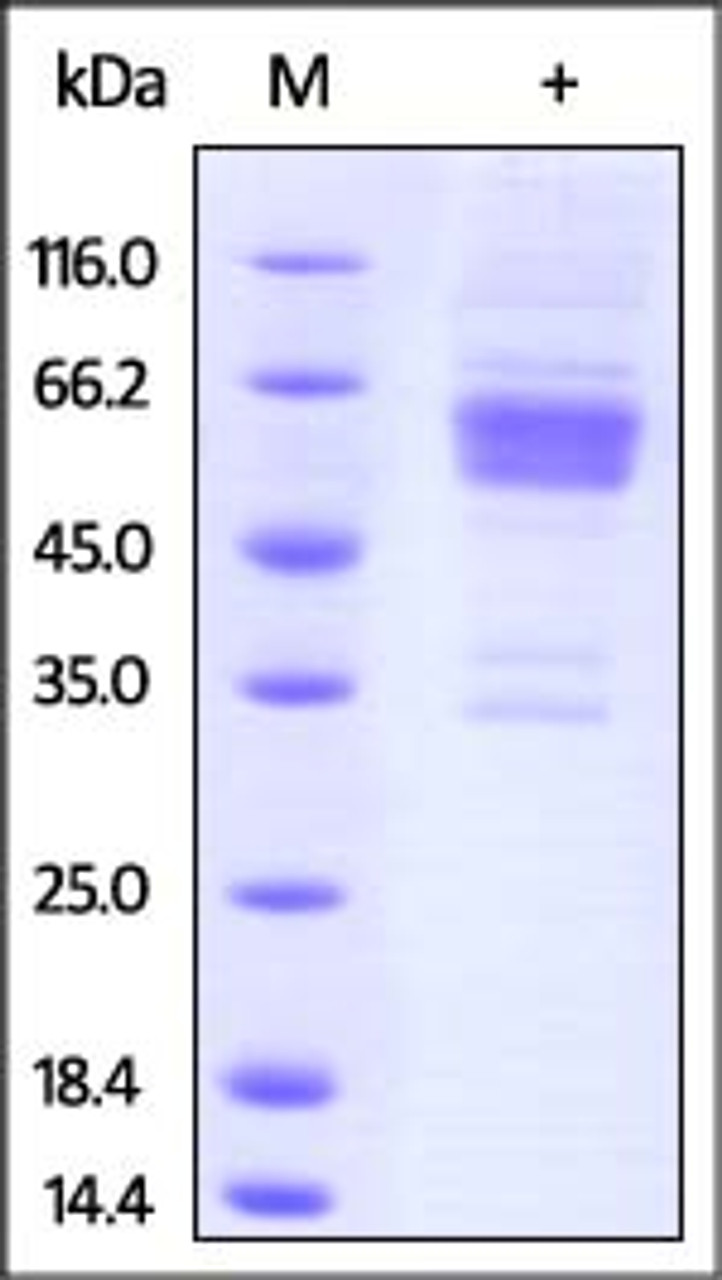 Mouse CD28, Fc Tag on SDS-PAGE under reducing (R) condition. The gel was stained overnight with Coomassie Blue. The purity of the protein is greater than 90%.