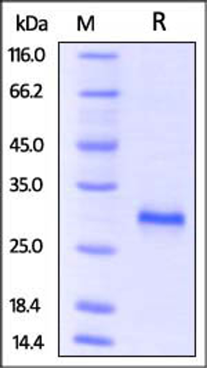 Mouse CD40, His Tag on SDS-PAGE under reducing (R) condition. The gel was stained overnight with Coomassie Blue. The purity of the protein is greater than 95%.