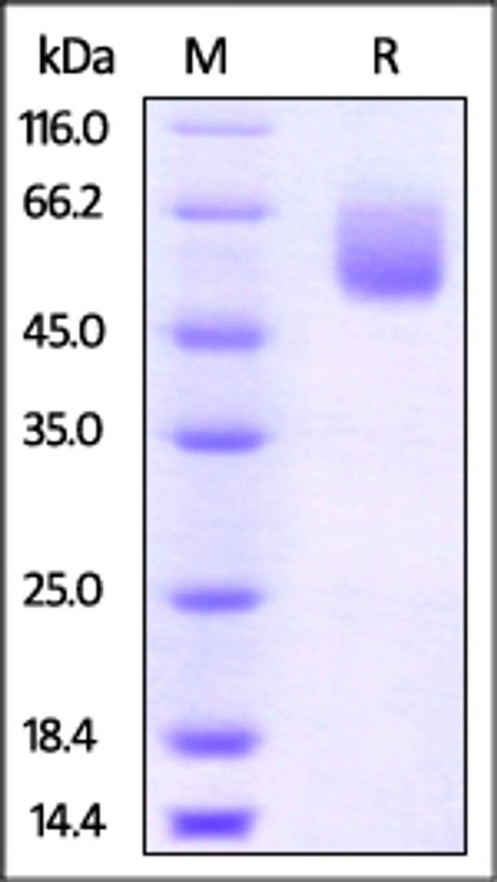 Mouse CD47, Fc Tag on SDS-PAGE under reducing (R) condition. The gel was stained overnight with Coomassie Blue. The purity of the protein is greater than 95%.