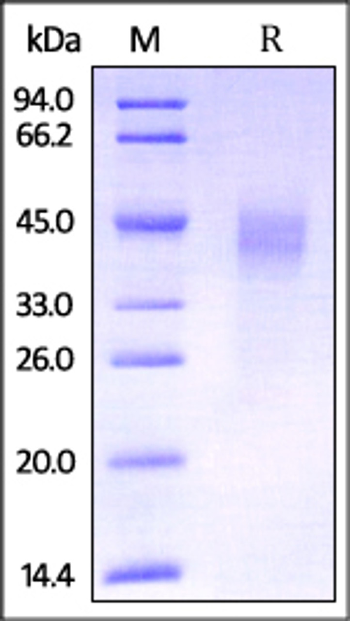 Mouse Dkk-1, His Tag on SDS-PAGE under reducing (R) condition. The gel was stained overnight with Coomassie Blue. The purity of the protein is greater than 95%.