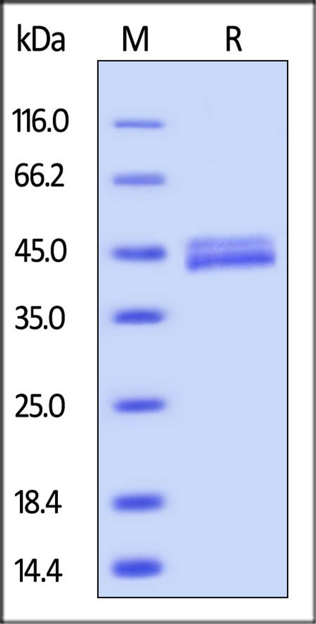 Mouse Galectin-4, His tag on SDS-PAGE under reducing (R) condition. The gel was stained overnight with Coomassie Blue. The purity of the protein is greater than 92%.