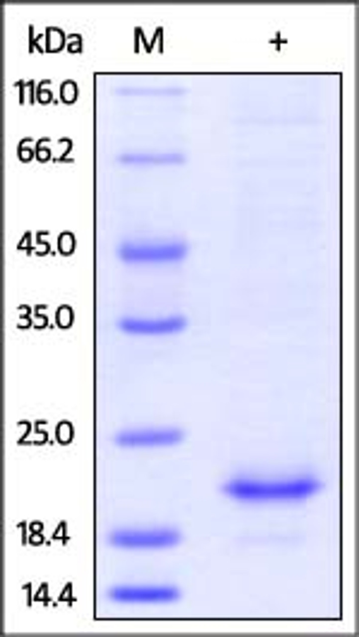 Mouse IL-10, His Tag on SDS-PAGE under reducing (R) condition. The gel was stained overnight with Coomassie Blue. The purity of the protein is greater than 92%.