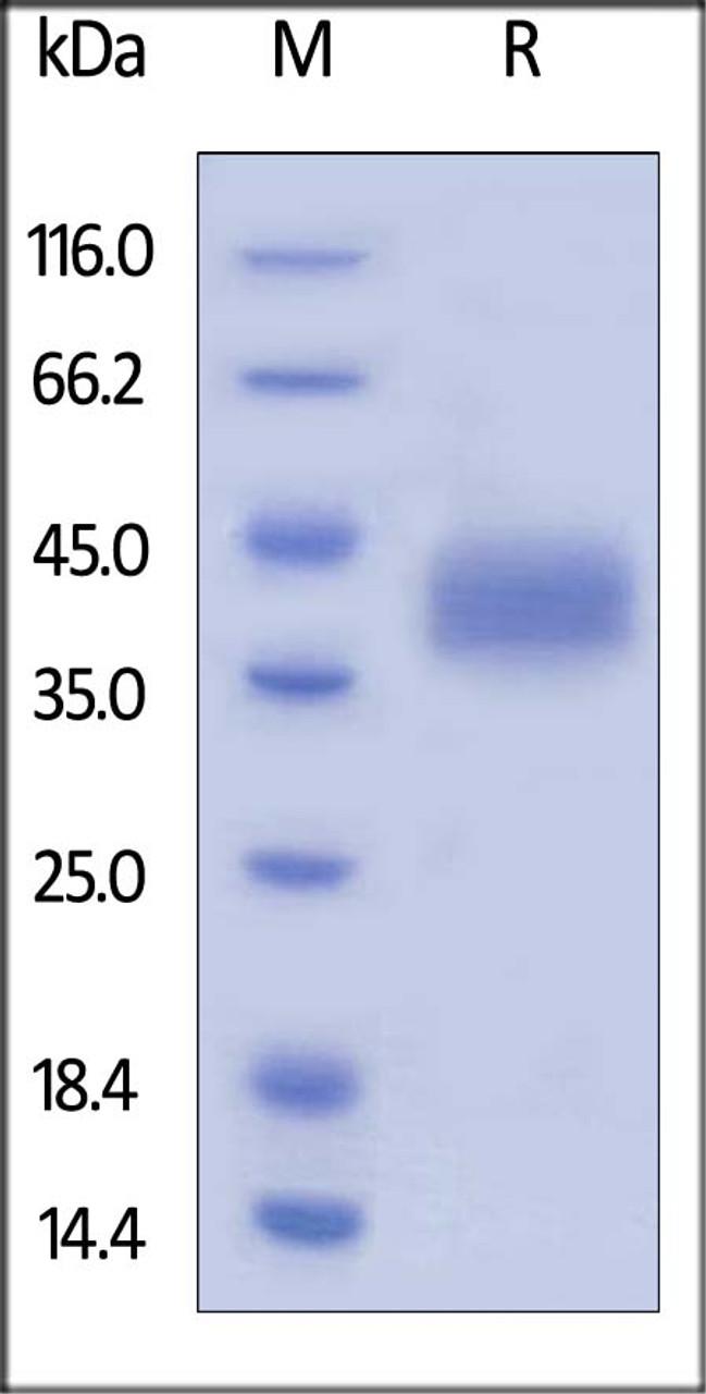 Mouse LILRB4, His Tag on SDS-PAGE under reducing (R) condition. The gel was stained overnight with Coomassie Blue. The purity of the protein is greater than 95%.