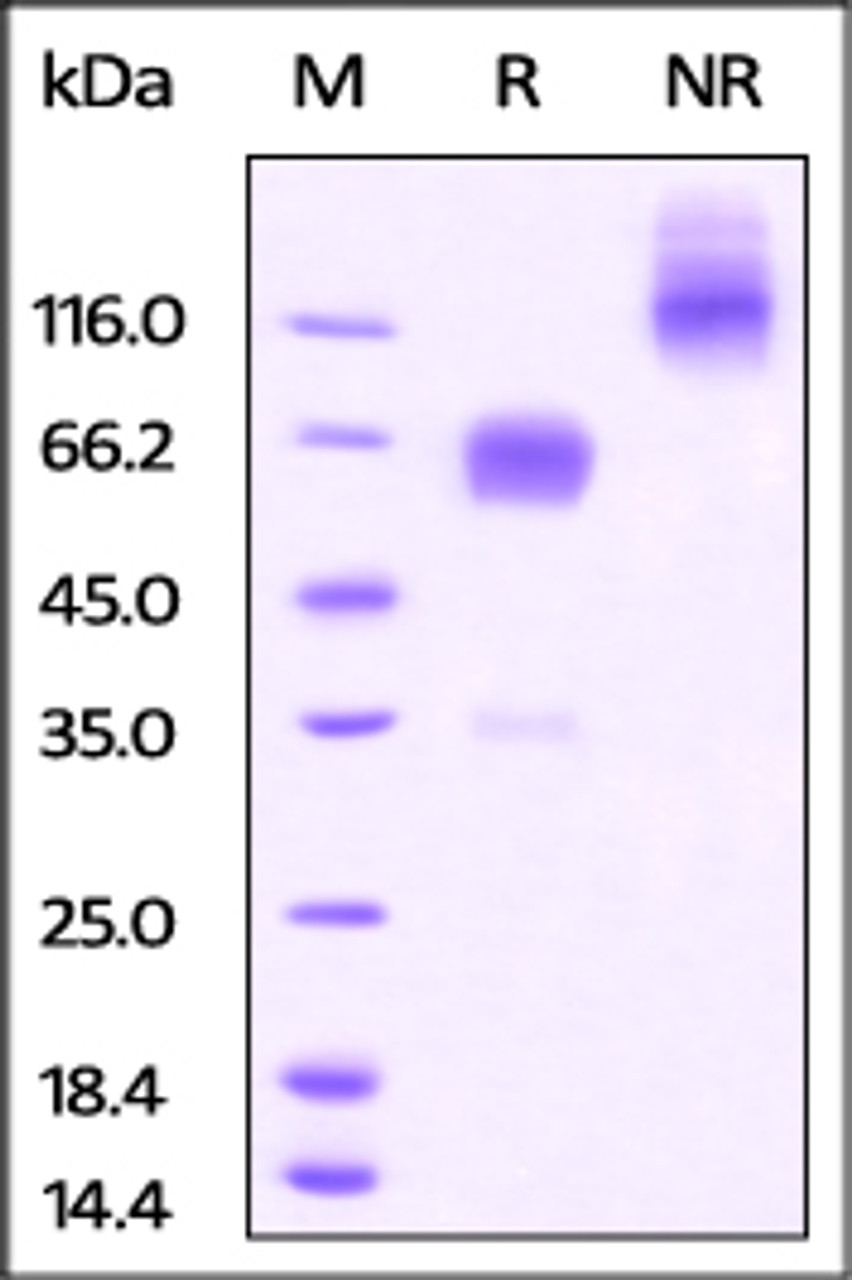 Mouse PD-1, mouse IgG2a Fc Tag, low endotoxin on SDS-PAGE under reducing (R) and no-reducing (NR) conditions. The gel was stained overnight with Coomassie Blue. The purity of the protein is greater than 95%.