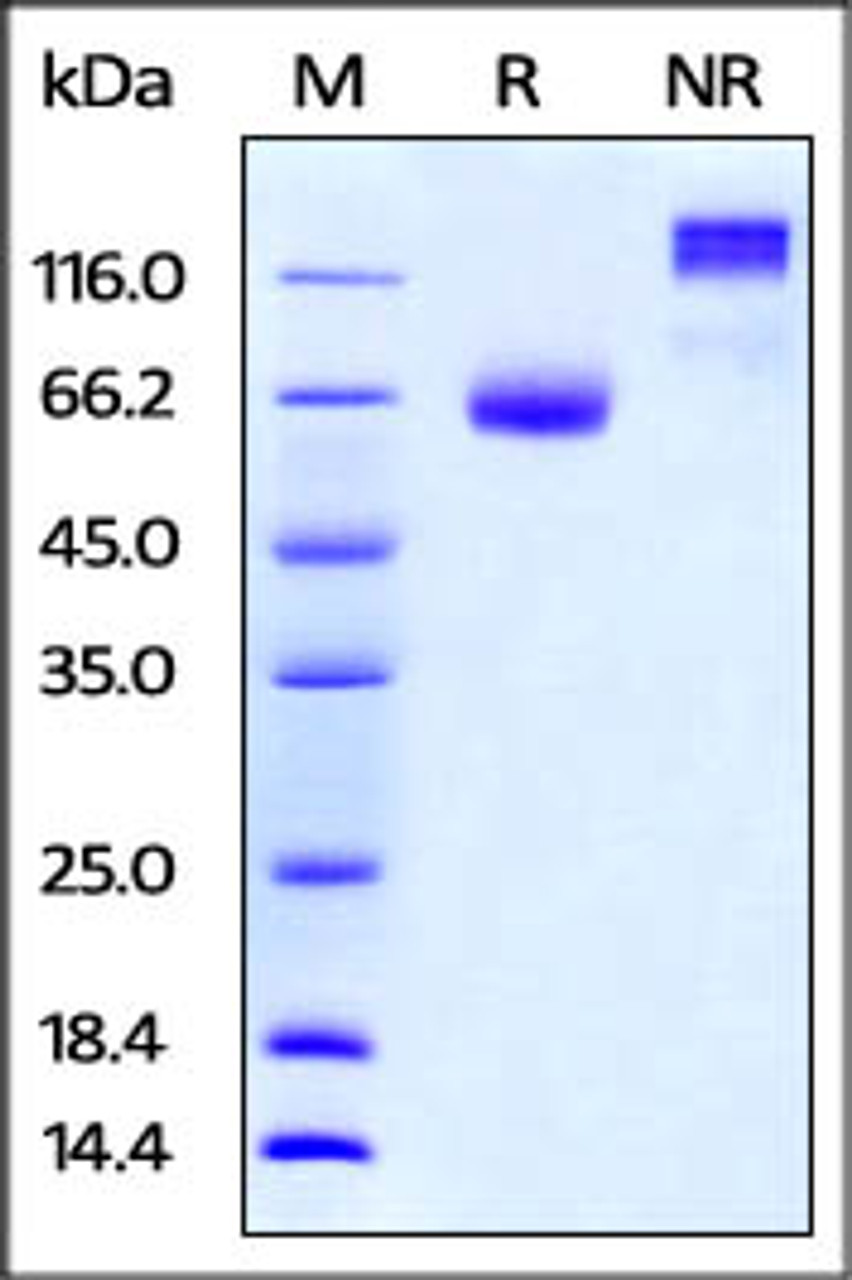 Mouse PD-L2 / B7-DC, Fc Tag on SDS-PAGE under reducing (R) and no-reducing (NR) conditions. The gel was stained overnight with Coomassie Blue. The purity of the protein is greater than 95%.