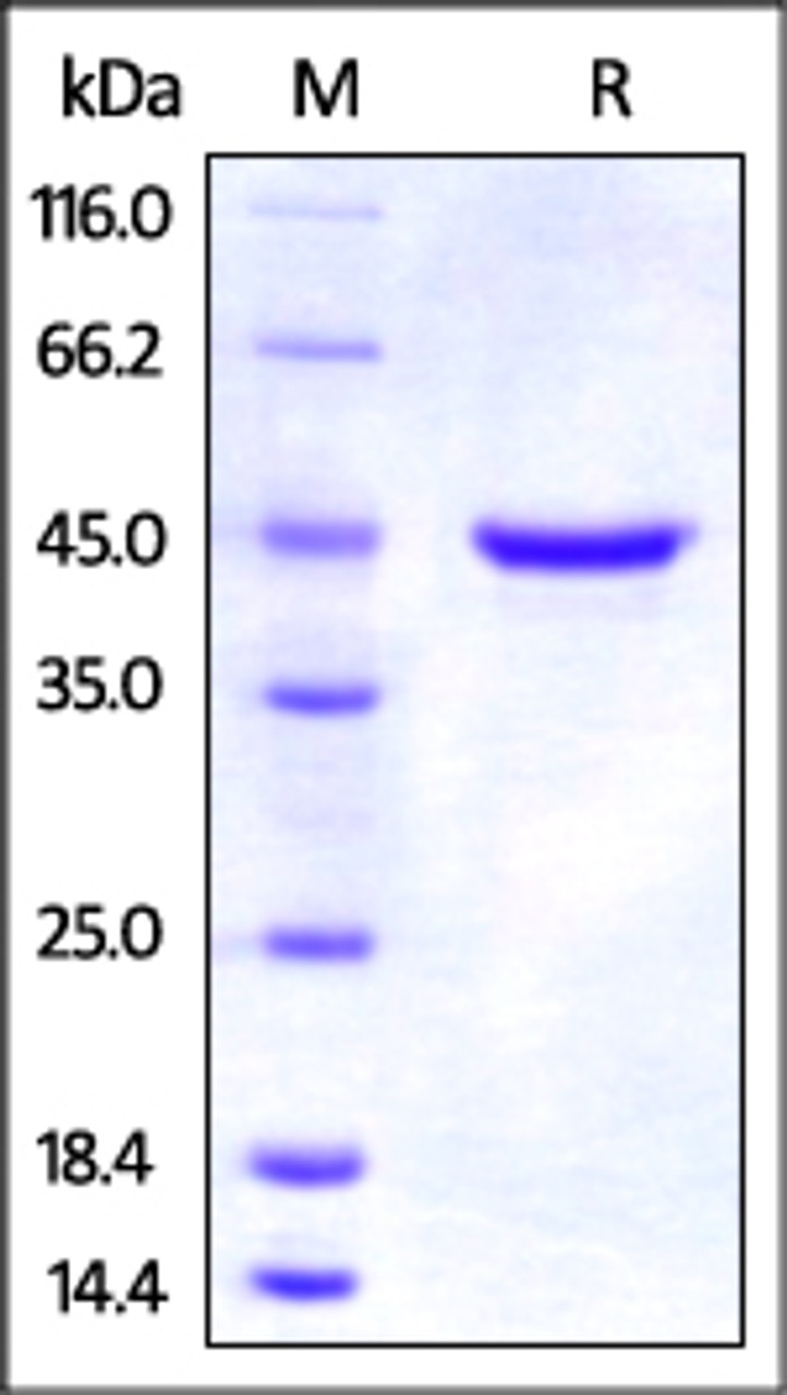Rat GITR, Fc Tag on SDS-PAGE under reducing (R) condition. The gel was stained overnight with Coomassie Blue. The purity of the protein is greater than 95%.