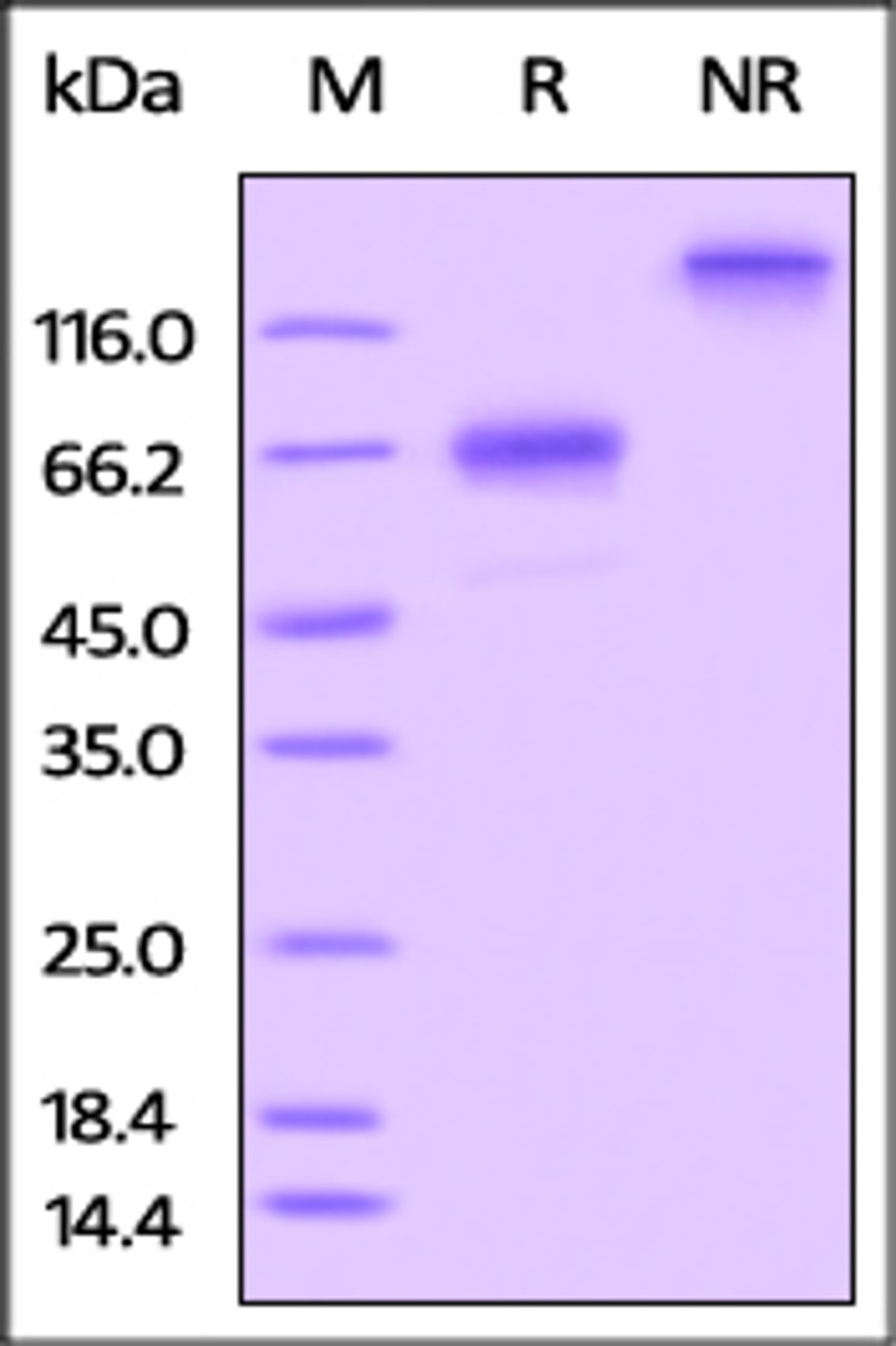 Rat OX40 / TNFRSF4, Fc Tag on SDS-PAGE under reducing (R) and no-reducing (NR) conditions. The gel was stained overnight with Coomassie Blue. The purity of the protein is greater than 90%.