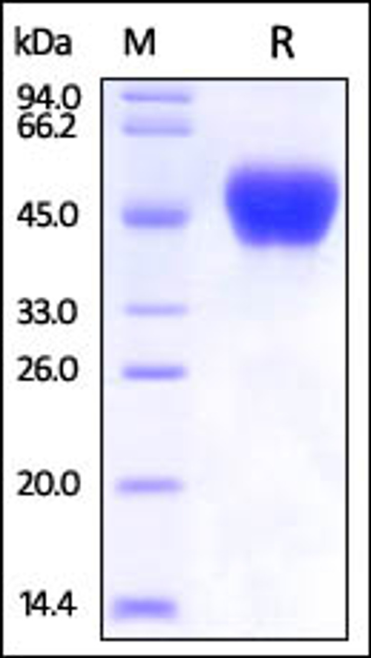 Ebolavirus BDBV (subtype Bundibugyo, strain Uganda 2007) sGP on SDS-PAGE under reducing (R) condition. The gel was stained overnight with Coomassie Blue. The purity of the protein is greater than 95%.