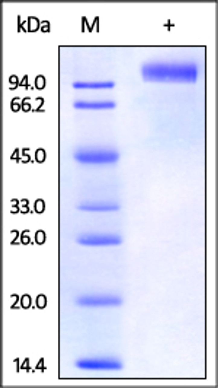 Rhesus macaque EGF R, His Tag on SDS-PAGE under reducing (R) condition. The gel was stained overnight with Coomassie Blue. The purity of the protein is greater than 95%.