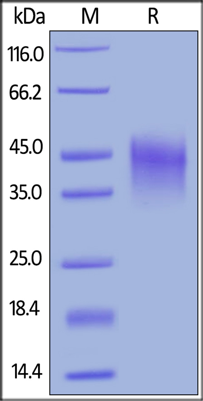 Rhesus macaque OX40, His Tag on SDS-PAGE under reducing (R) condition. The gel was stained overnight with Coomassie Blue. The purity of the protein is greater than 95%.