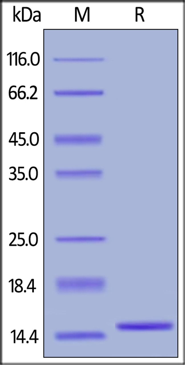 Human IL-2, Tag Free on SDS-PAGE under reducing (R) condition. The gel was stained overnight with Coomassie Blue. The purity of the protein is greater than 95%.