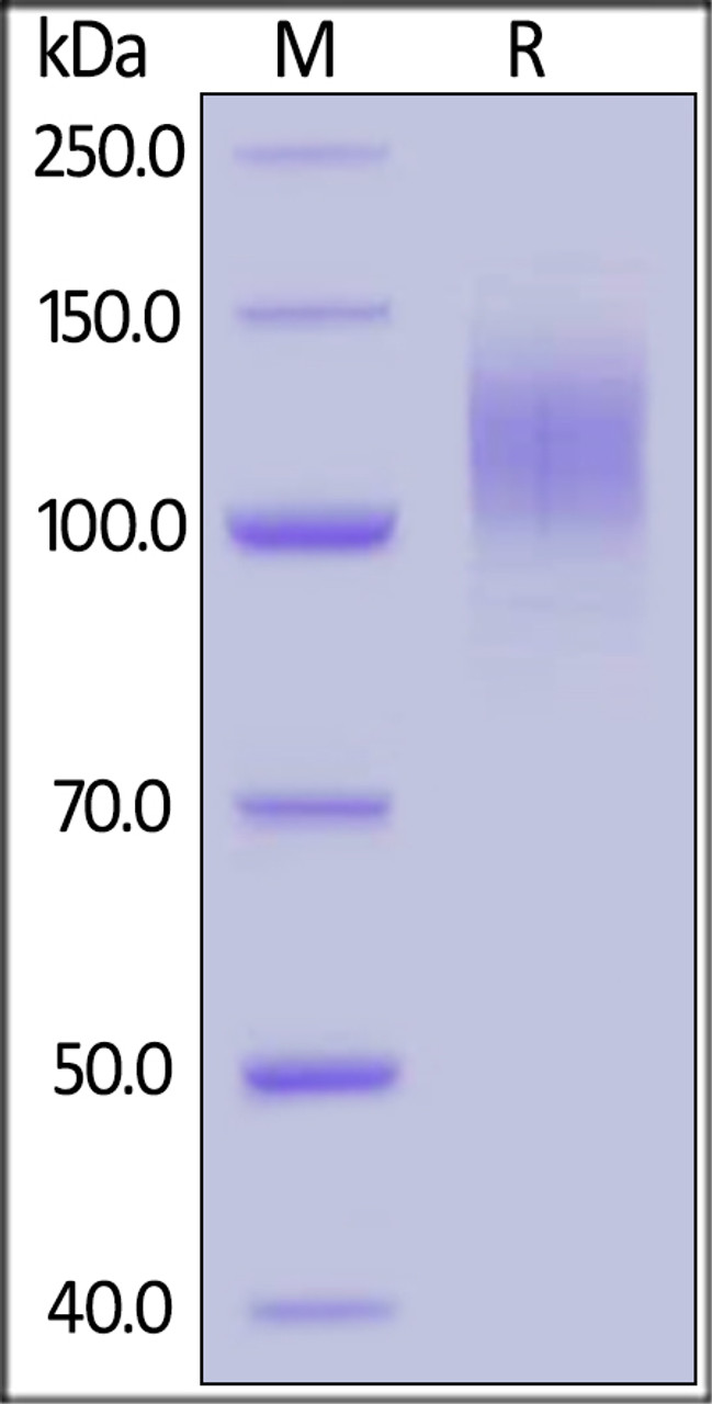 SARS-CoV-2 (COVID-19) S1 recombinant protein on SDS-PAGE under reducing (R) condition. The gel was stained overnight with Coomassie Blue. The purity of the protein is greater than 90%.