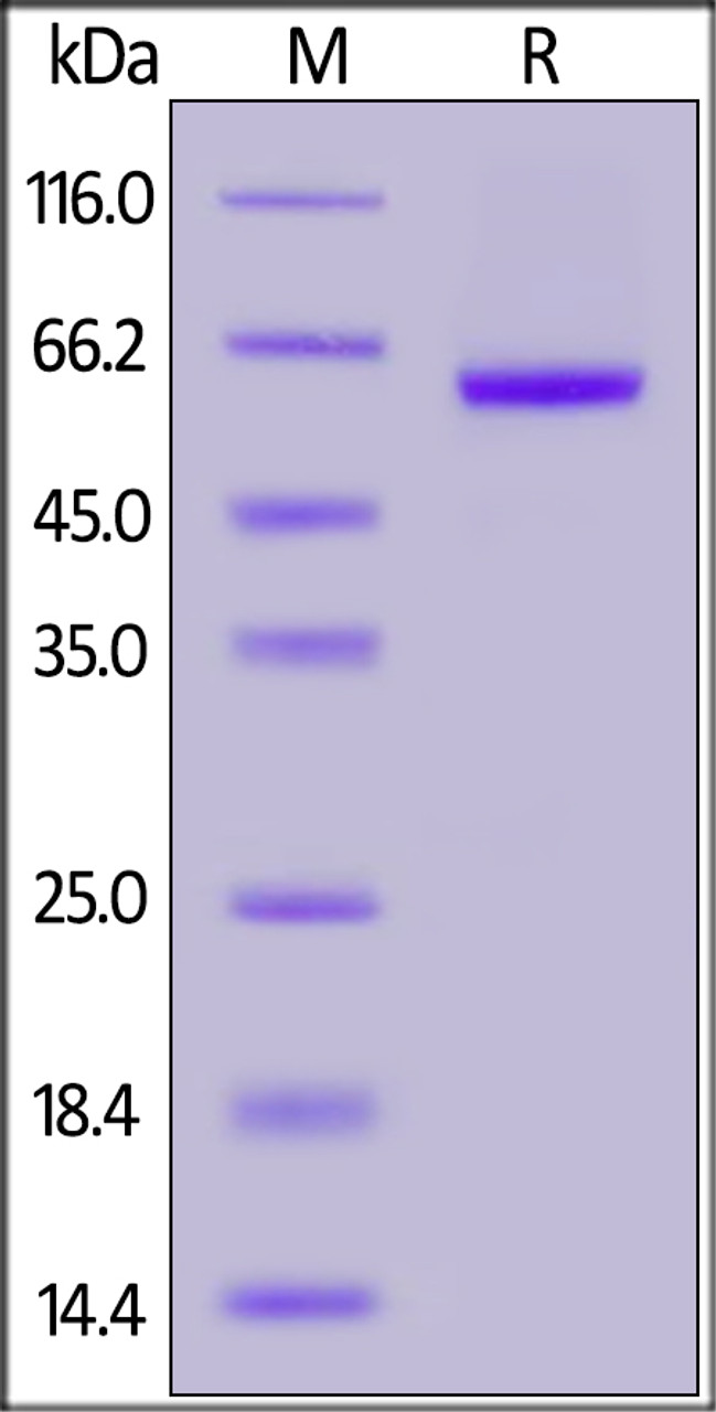 SARS-CoV-2 (COVID-19) S RBD recombinant protein on SDS-PAGE under reducing (R) condition. The gel was stained overnight with Coomassie Blue. The purity of the protein is greater than 95%.