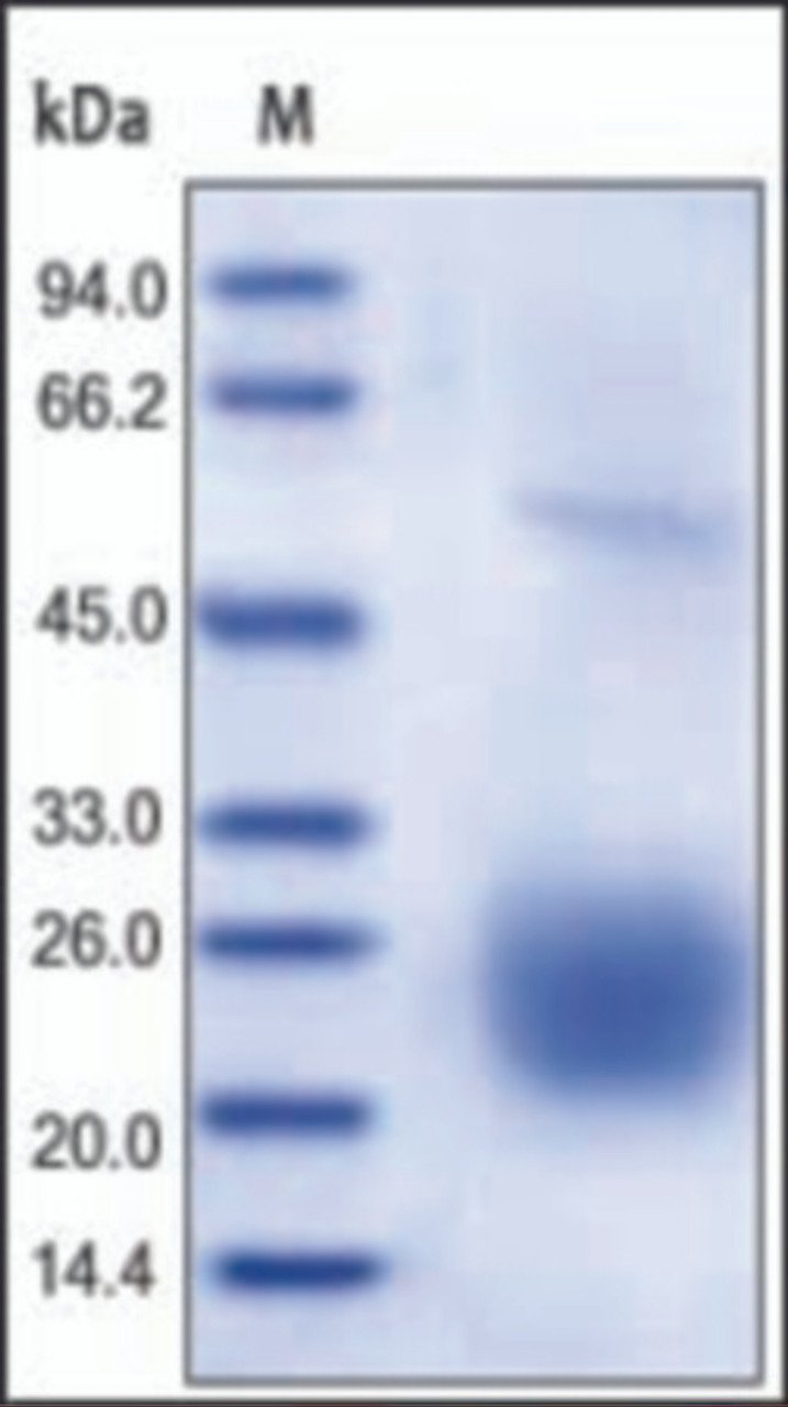 The purity of rh CTLA4 was determined by DTT-reduced (+) SDS-PAGE and staining overnight with Coomassie Blue.