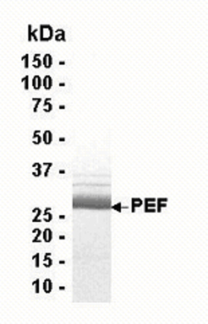SDS PAGE: Analysis of PEF Recombinant Protein. 4-20% SDS gradient gel. Coomassie blue staining.