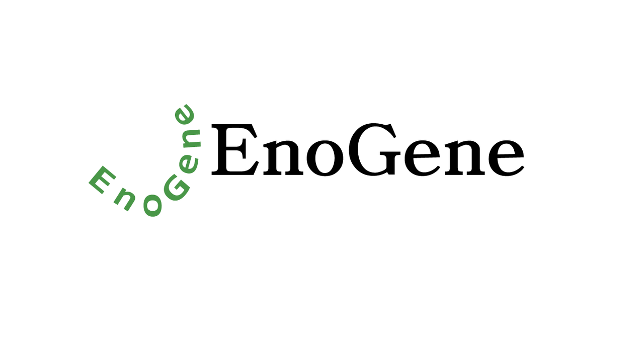 EnoGeneEXBlueTM One Step Rapid Protein Staining Kit