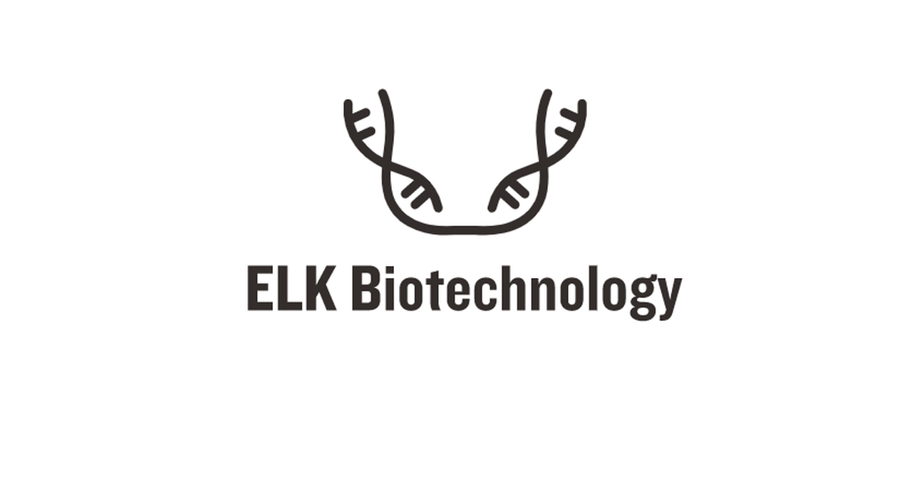 ALK-1 Rabbit Polyclonal Antibody