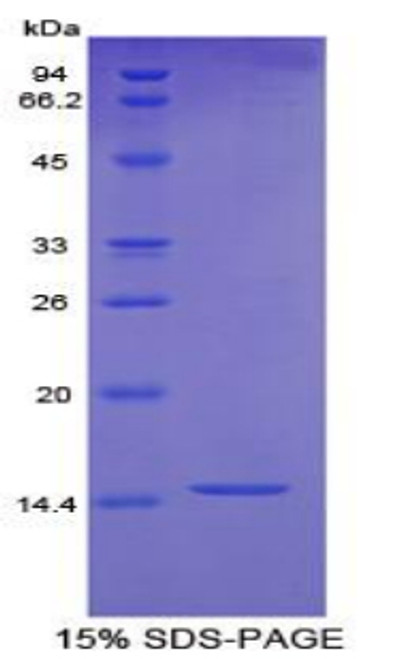 Horse Recombinant Brain Derived Neurotrophic Factor (BDNF)