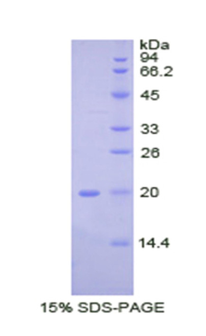 Pig Recombinant Bone Morphogenetic Protein 2 (BMP2)