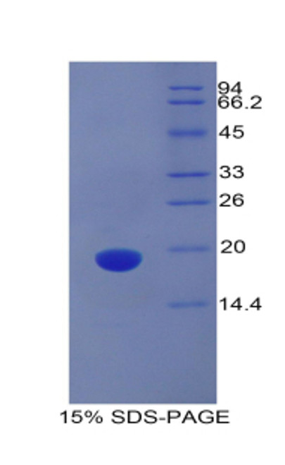 Mouse Recombinant Protein C Receptor, Endothelial (PROCR)