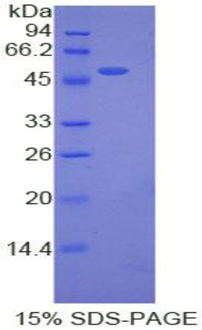 Pig Recombinant Erythropoietin (EPO)